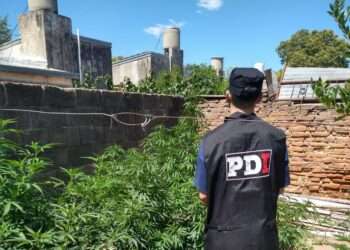 Allanamiento y secuestro de plantas de Cannabis en San José de la Esquina