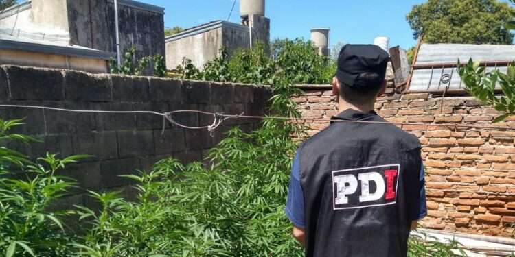 Allanamiento y secuestro de plantas de Cannabis en San José de la Esquina