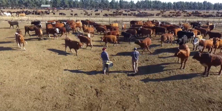 Conecar Ganadera: visita de productores Mexicanos de la mano de Biogénesis Bagó