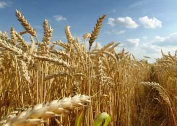 Campo: panorama promisorio para las campañas 2024/2025