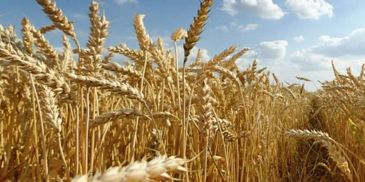 Campo: panorama promisorio para las campañas 2024/2025