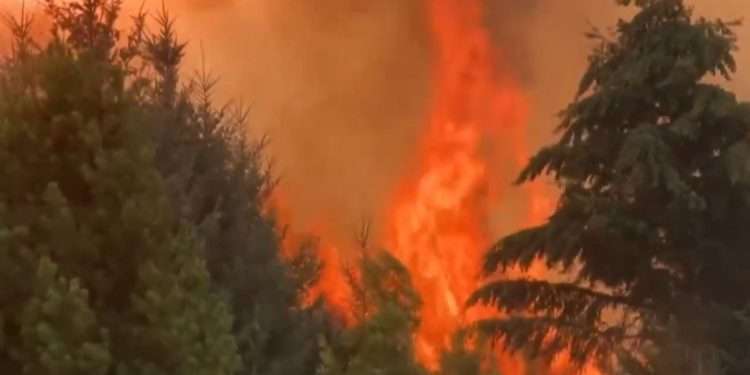 Incendios forestales