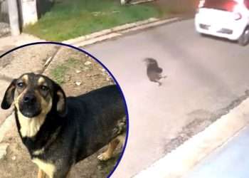 Justicia para Manchita: un llamado contra el maltrato animal.