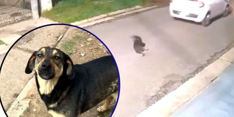 Justicia para Manchita: un llamado contra el maltrato animal.