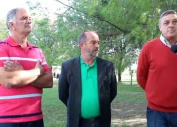 Un hijo del pino histórico en la Escuela Agrotécnica.