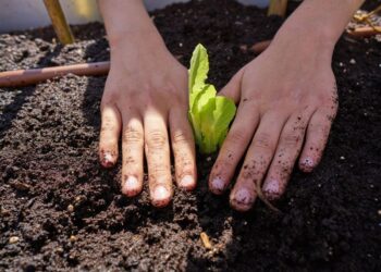 La Escuela N° 237 sigue sembrando conciencia con su Proyecto Huerta