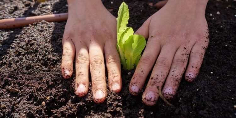 La Escuela N° 237 sigue sembrando conciencia con su Proyecto Huerta