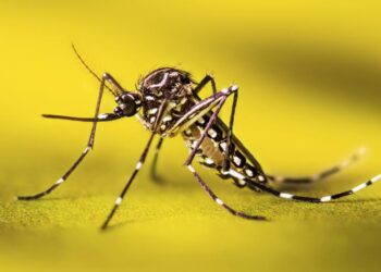 Fiebre amarilla: qué hay que saber antes de viajar, nos informa el farmacéutico Ariel Asis