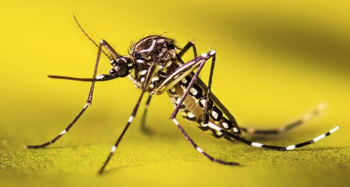 Fiebre amarilla: qué hay que saber antes de viajar, nos informa el farmacéutico Ariel Asis