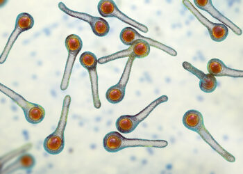 Tétanos: qué es, cómo se contagia y por qué la prevención es clave