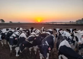 Un viaje al corazón del tambo local
