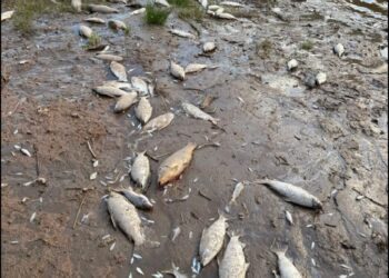 Mortandad de peces en el Carcarañá