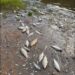 Mortandad de peces en el Carcarañá