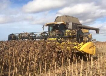 Más productores apuestan al girasol en la última campaña
