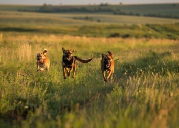 Menos abandono, más acción: el trabajo que sí cambia la historia animal