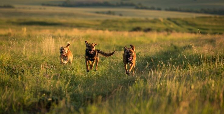 Menos abandono, más acción: el trabajo que sí cambia la historia animal