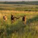 Menos abandono, más acción: el trabajo que sí cambia la historia animal