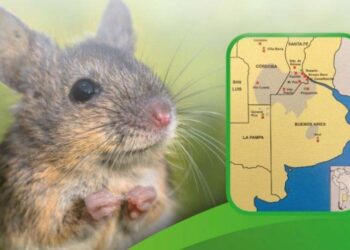 Fiebre Hemorrágica: otro virus transmitido por roedores presente en nuestra región