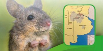 Fiebre Hemorrágica: otro virus transmitido por roedores presente en nuestra región