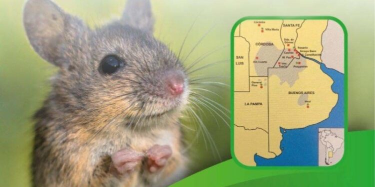 Fiebre Hemorrágica: otro virus transmitido por roedores presente en nuestra región